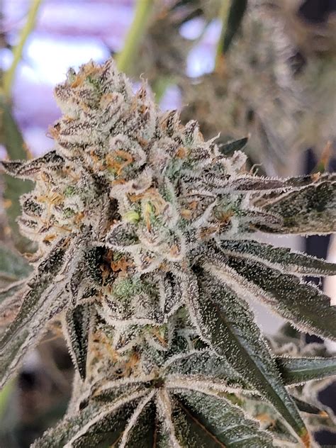Find information about the Truffaloha strain from SunMed Growers such as potency, common effects, and where to find it. No description available. If you have any info on this strain, drop us some knowledge at strains@iheartjane.com 